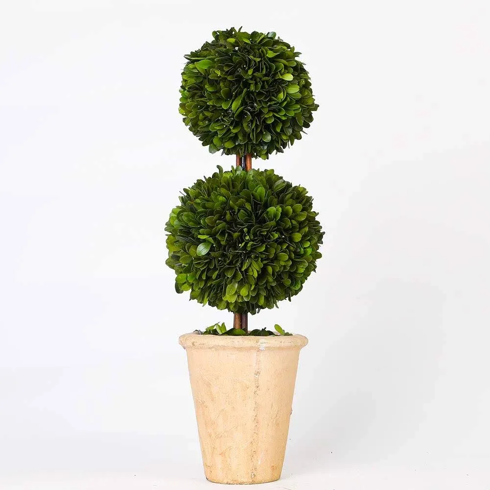 Preserved Boxwood Two Sphere Topiary Home Plant Potted in a Mossy Stone Planter,