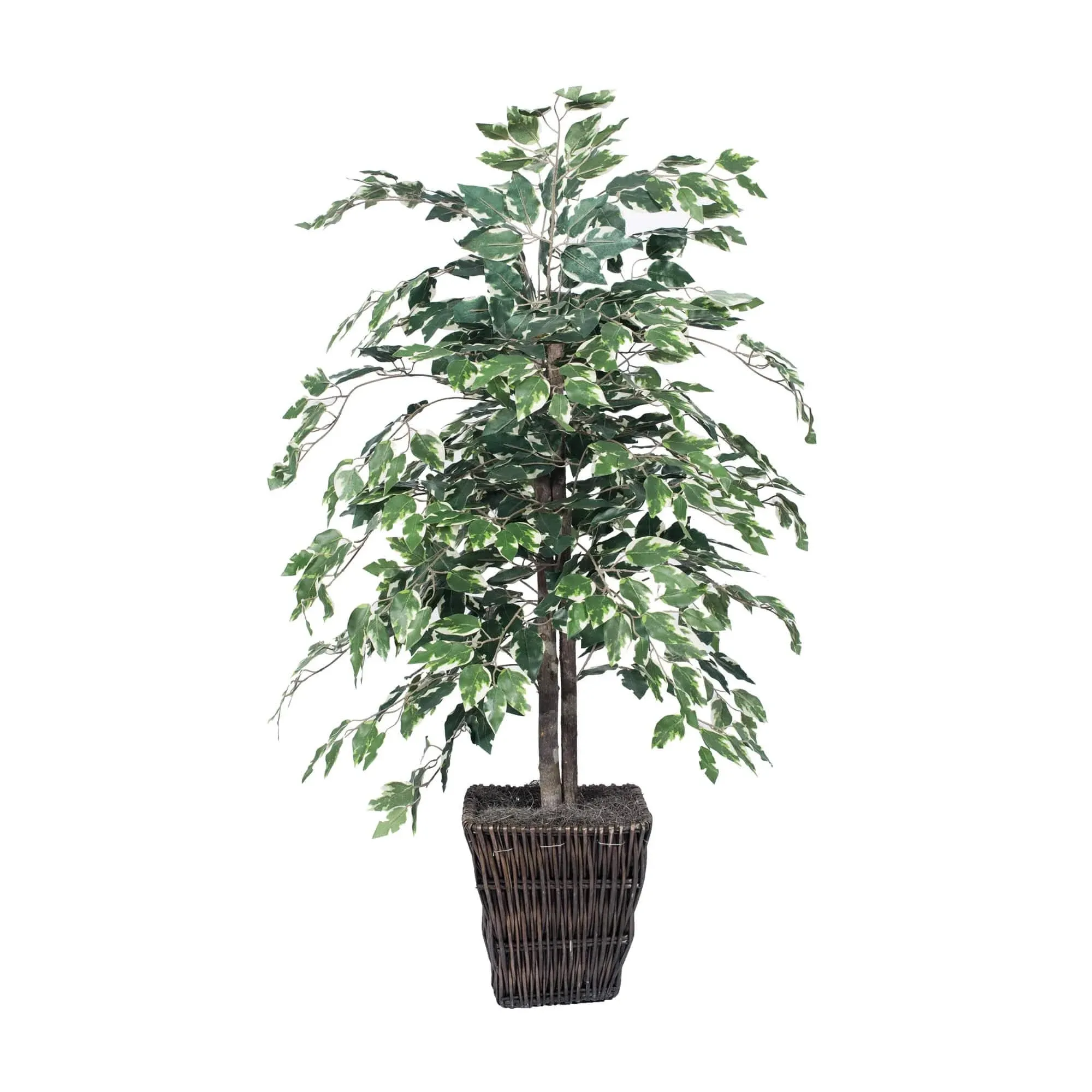 Vickerman 4' Variegated Ficus Bush in Sq Willow