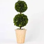 BOXWOOD Valley Real Preserved Boxwood Evergreen Potted Tree