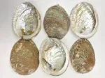 4-5" Green Abalone Sea Shell Comes 6 in The Box. These Are used in Sage Smudging, Burning Incense, Incense Holder & Home Decoration. 100% Natural.