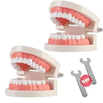 2 Pack Standard Teeth Model Adult Standard Typodont Demonstration Denture Model for Kids Dental Teaching, Clean Display, Education, Study (No Wisdom Teeth)(with 2 Fixed Wrench)