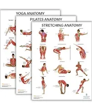 Anatomy Lab Yoga, Pilates, and Stretching Anatomy Poster Set