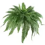 Nearly Natural 48" Boston Fern (Set of 2)