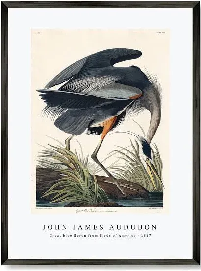 Great Blue Heron Print by John James Audubon John James Audubon Print