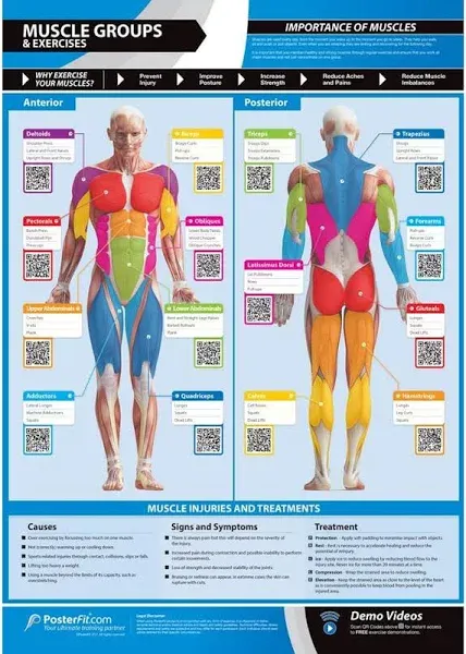 Muscle Groups & Exercise Gym Poster - LARGE 24" X 16.5" - Laminated - Gym & Home Fitness Wall Chart - Includes Video Training Support by Posterfit