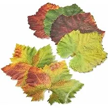 Parchment Cheese Leaves – Grape Variety Pack of 20