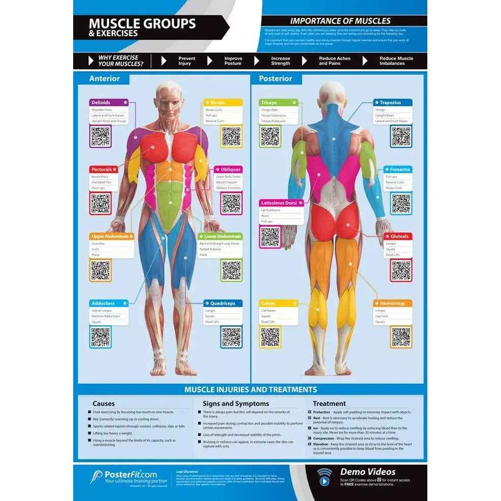 Muscle Groups & Exercises | Anterior & Posterior Muscles & Exercises | Laminated Home & Gym Poster | Free Online Video T