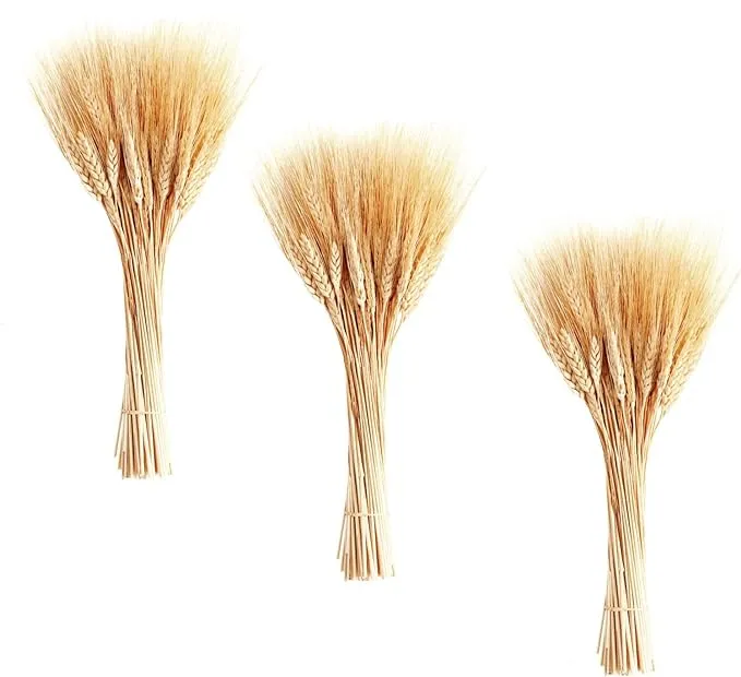 June Fox 300 Stems Dried Wheat Stalks Wheat Sheaves for Decorating Wedding Table Home Kitchen (15.7 Inches)