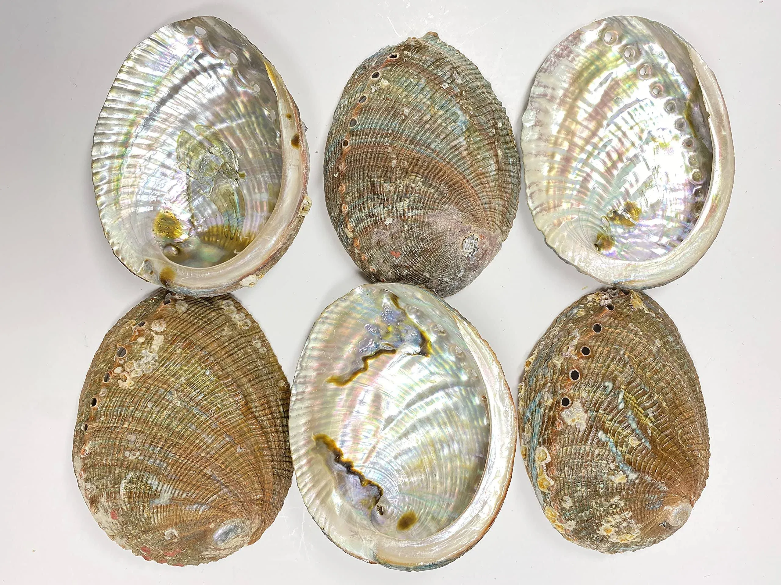 4-5" Green Abalone Sea Shell Comes 6 in The Box. These Are used in Sage Smudging, Burning Incense, Incense Holder & Home Decoration. 100% Natural.