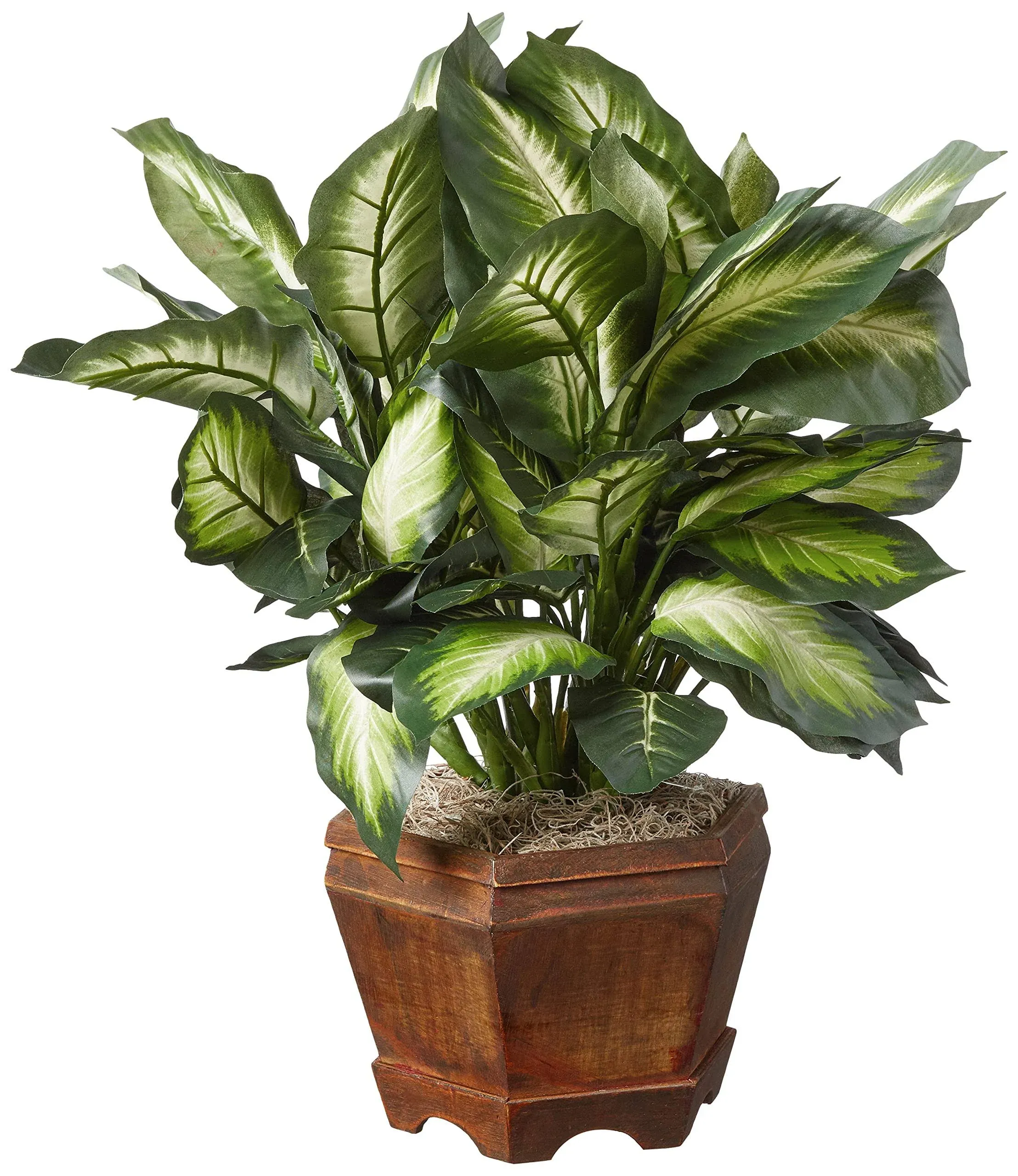 Triple Golden Dieffenbachia w/Wood Vase 6720