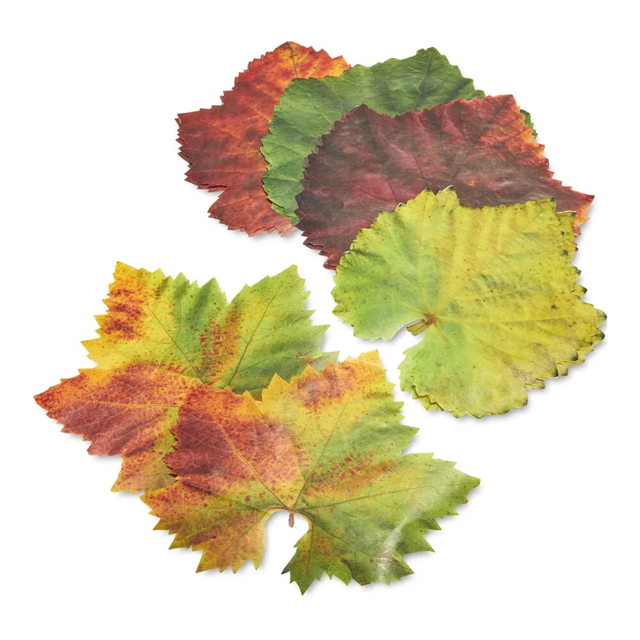 Grape Parchment Leaves, Set of 20