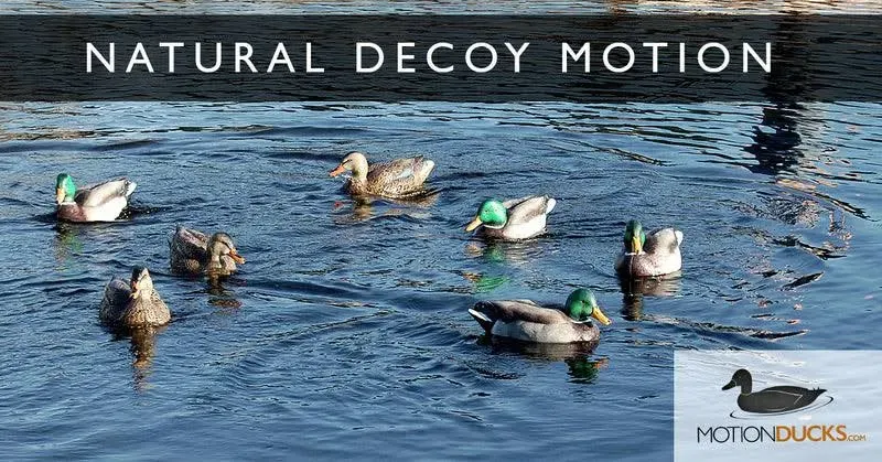 Ultimate Decoy Spreader and Jerk Rig