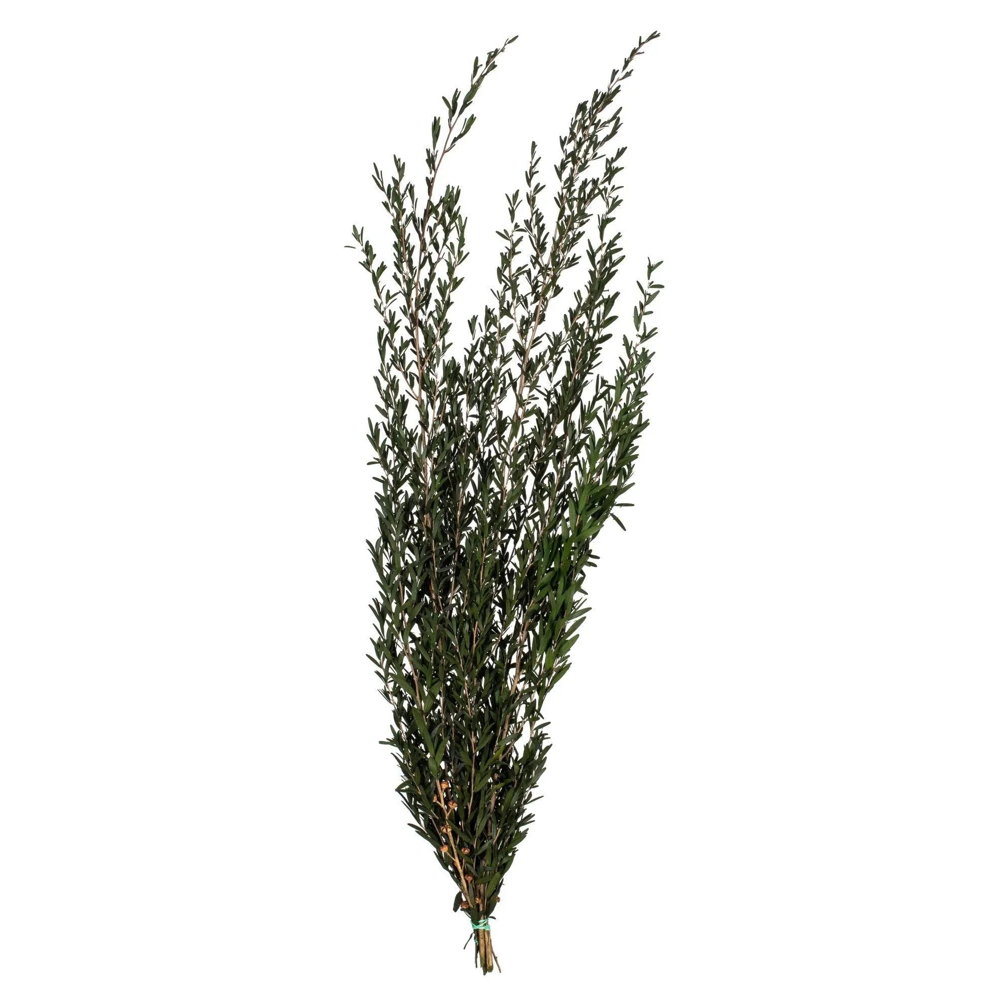 Vickerman 25-36" Green Lepto Longifolia Bundle 6oz