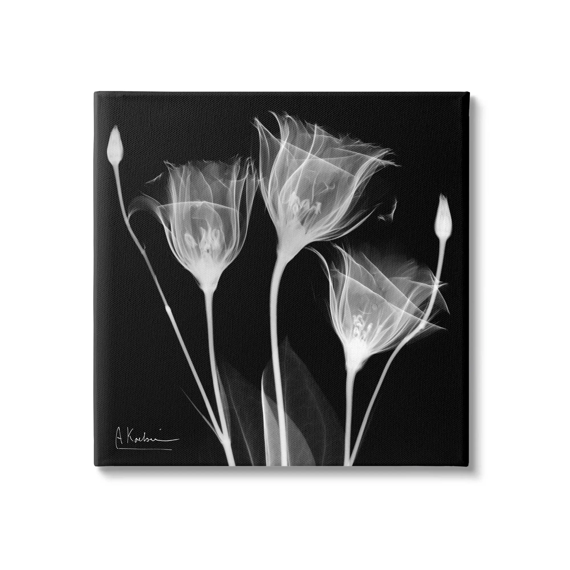 Stupell Industries Contemporary Tulip X-Ray Canvas Wall Art by Albert Koetsier