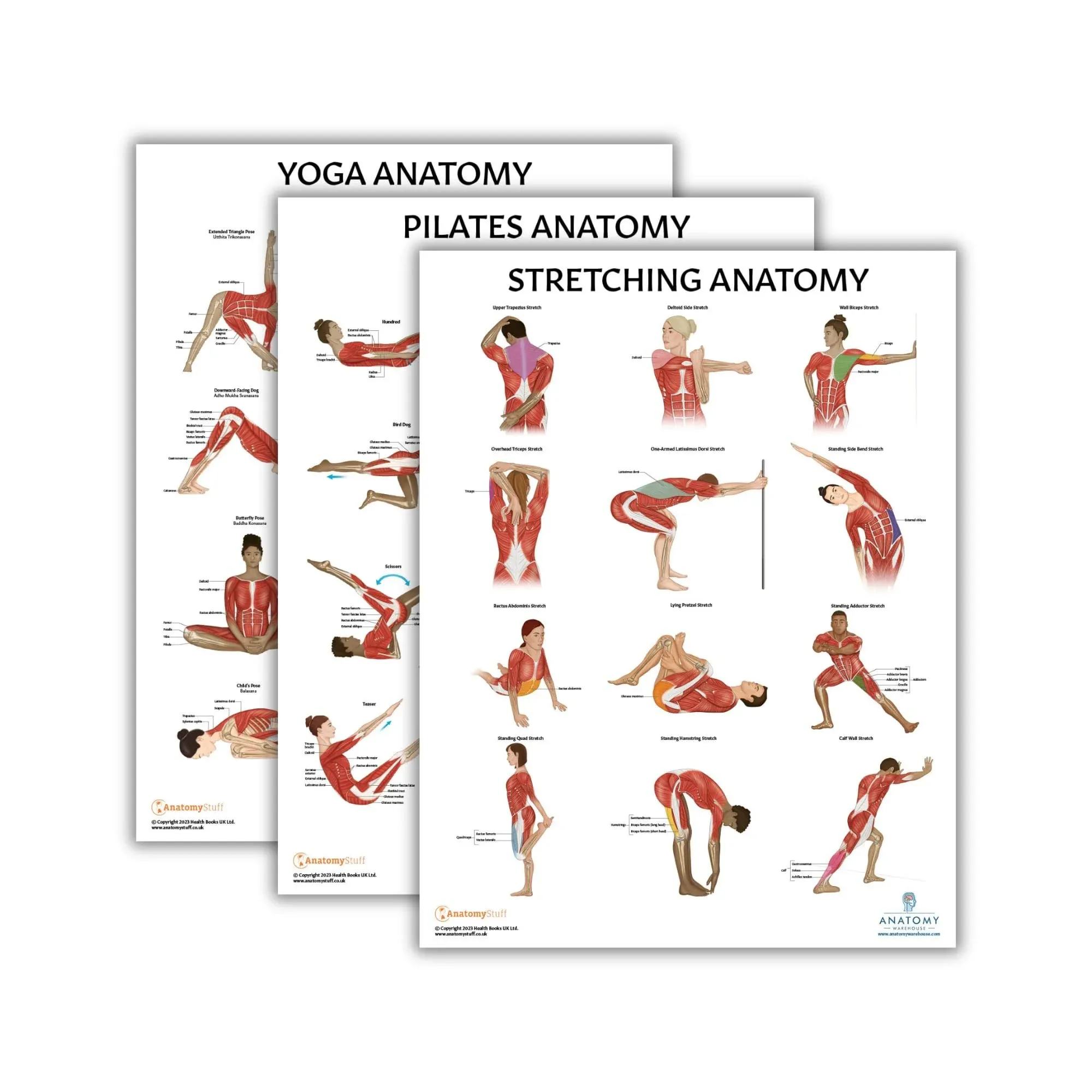 The Anatomy Lab Yoga, Pilates, and Stretching Fitness Laminated Poster Set