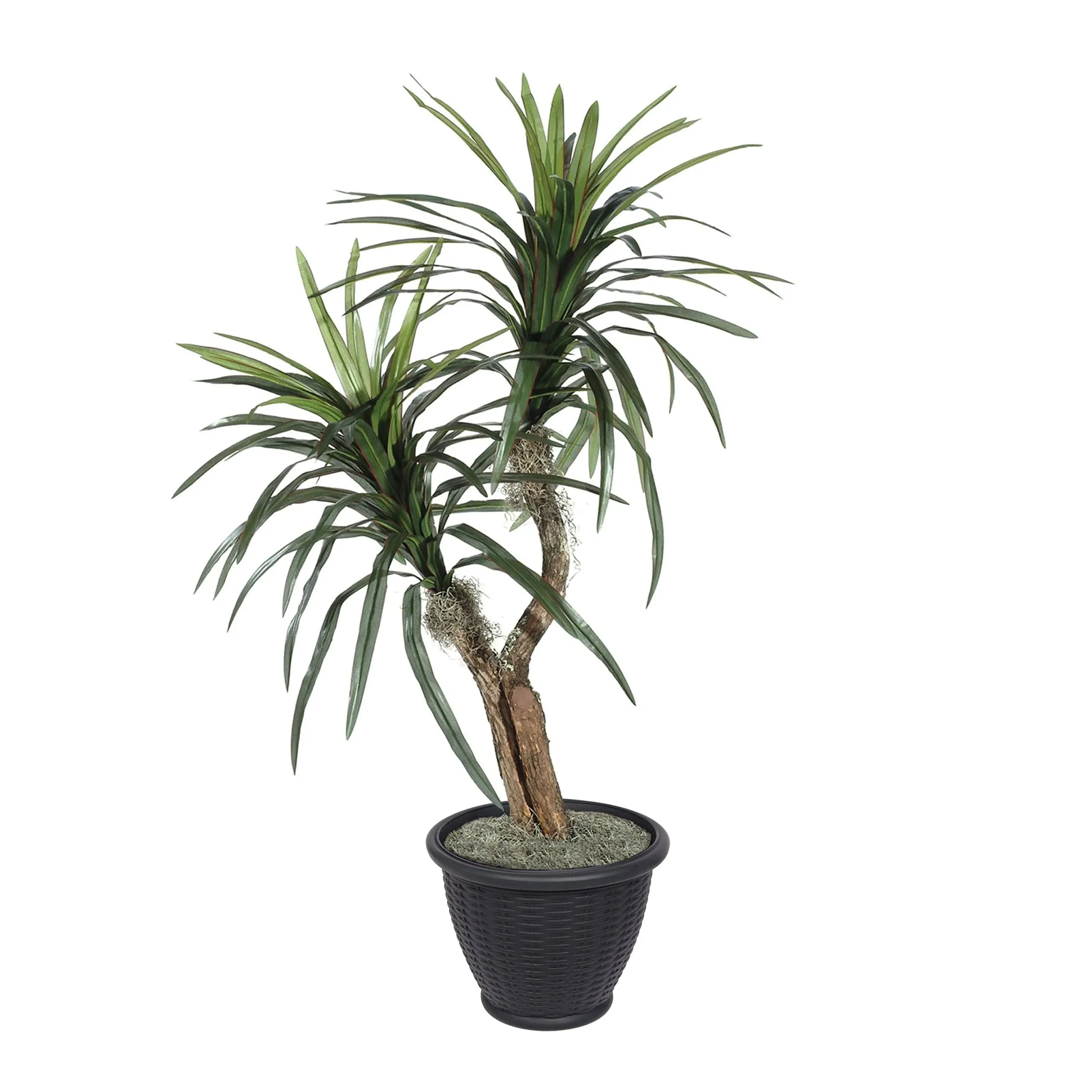 Vickerman Tbu1140-rg 4' Marginata Bush in Gray Plastic Pot