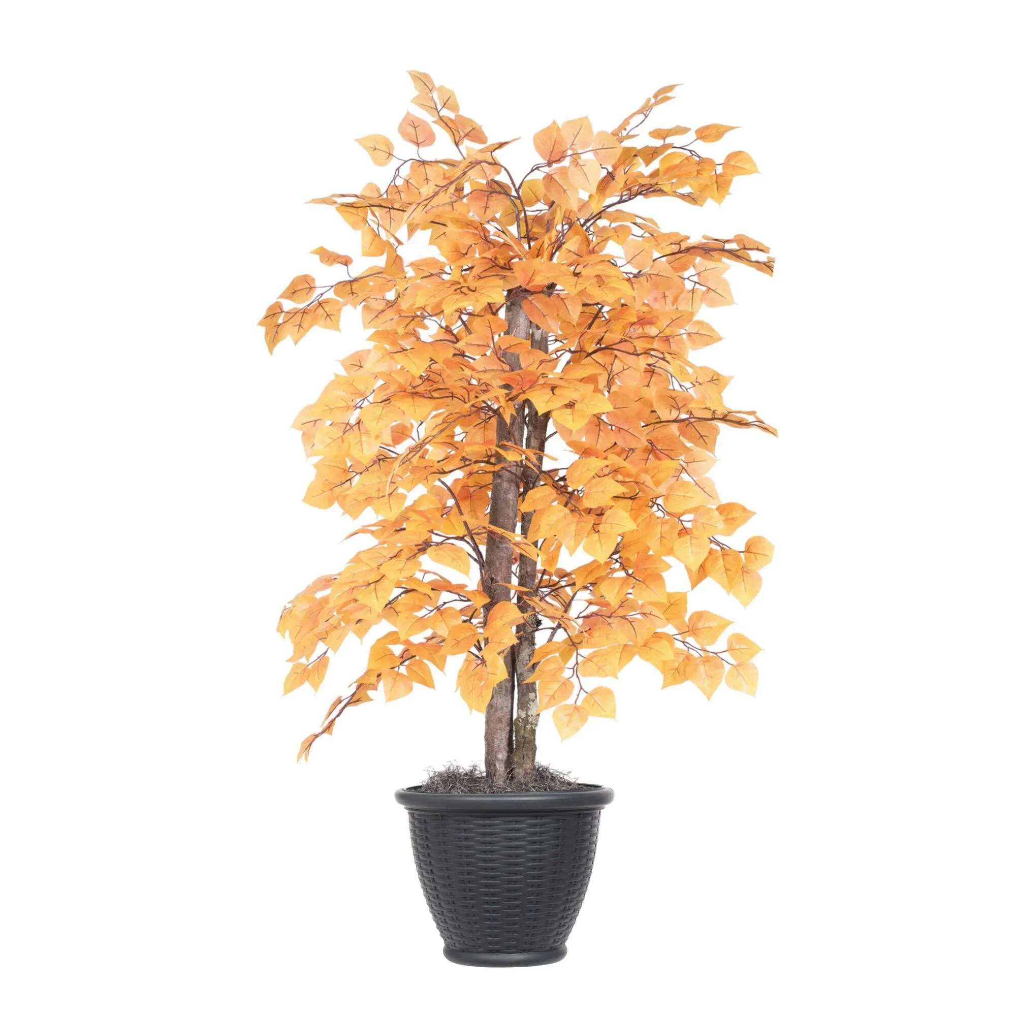 "4' Golden Aspen Bush in Gray Plastic Pot"