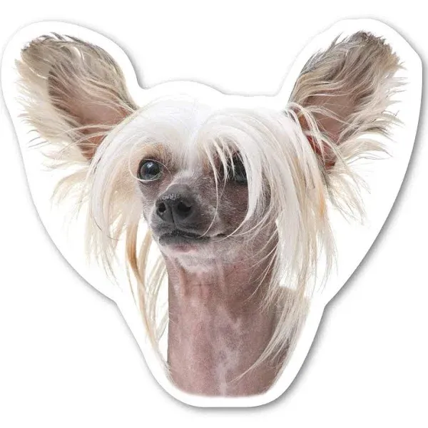 Chinese Crested Dog Magnet is 4.5" x 4.875" Made for Vehicles and Refrigerators